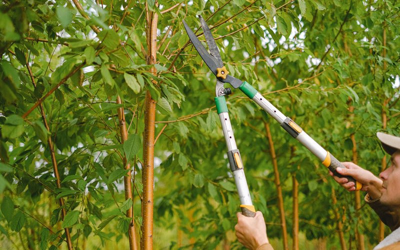 Tree trimming in Cross Plains, TN